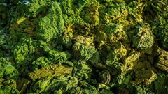 Grass protein: The next plant base for alt-meat?