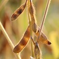 Argentina's GDM prepares launch of new GMO soy seeds in SA