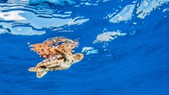 Image source: Michael Bogner –