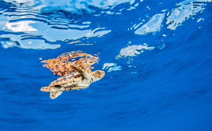 Image source: Michael Bogner –