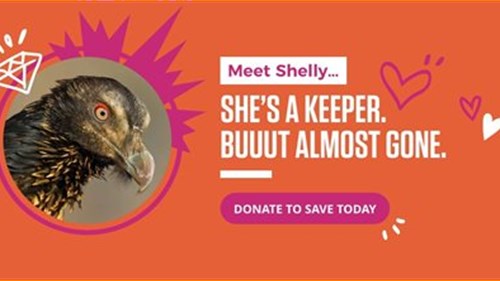 Love gets wings this Valentine's