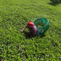 Kenya's 2022 earnings from tea exports rise to 138bn shillings