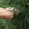 Western Cape agri unveils action plan for cannabis industry