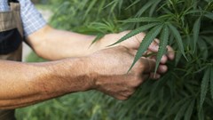 Western Cape agri unveils action plan for cannabis industry
