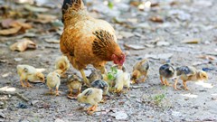 Brazil bird flu outbreak could place SA poultry under severe pressure