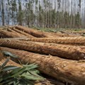 How harvested wood products can create climate-friendly solutions