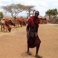 File photo: Ngagati Namaiduk from the Maasai pastoralist community affected by the worsening drought due to the failed rainy season, walks past his emaciated cattle during a dried-hay feeding program at their manyatta (traditional homestead) near Ilbisil settlement of Kajiado, Kenya 17 October 2022. Reuters/Thomas Mukoya/File Photo/File Photo