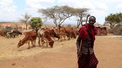 File photo: Ngagati Namaiduk from the Maasai pastoralist community affected by the worsening drought due to the failed rainy season, walks past his emaciated cattle during a dried-hay feeding program at their manyatta (traditional homestead) near Ilbisil settlement of Kajiado, Kenya 17 October 2022. Reuters/Thomas Mukoya/File Photo/File Photo