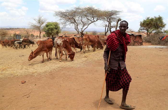 File photo: Ngagati Namaiduk from the Maasai pastoralist community affected by the worsening drought due to the failed rainy season, walks past his emaciated cattle during a dried-hay feeding program at their manyatta (traditional homestead) near Ilbisil settlement of Kajiado, Kenya 17 October 2022. Reuters/Thomas Mukoya/File Photo/File Photo