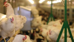 Avian influenza detected in WCape poultry farms