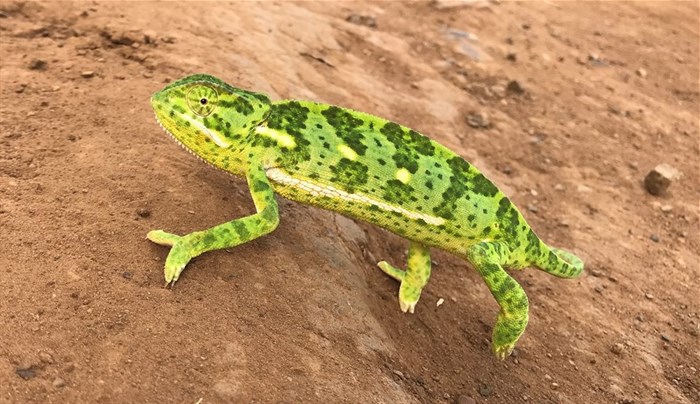 Photo by Thada Safari Reserve's resident world-renowned photographer, Christian Sperka, who gives tips on wildlife photography