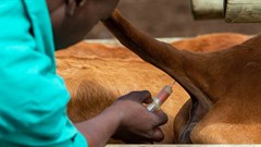 SAVC calls for vets to be put back on critical skills list