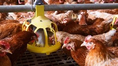 Your omelette is not yet under threat despite the recent Western Cape bird flu outbreak