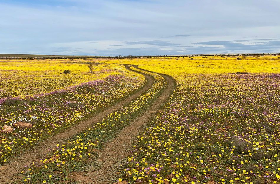 A blooming perfect way to view the spring wild flowers spectacle