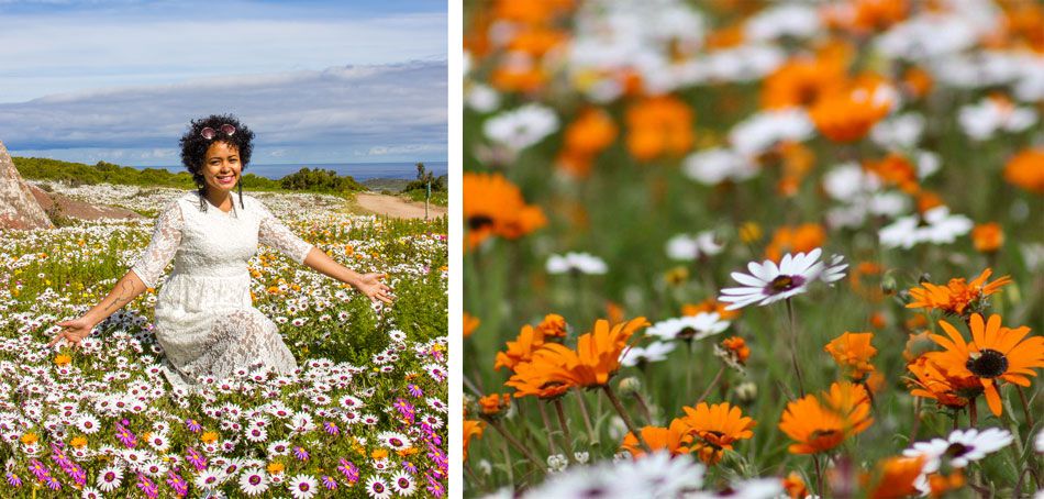 A blooming perfect way to view the spring wild flowers spectacle