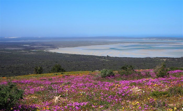 A blooming perfect way to view the spring wild flowers spectacle