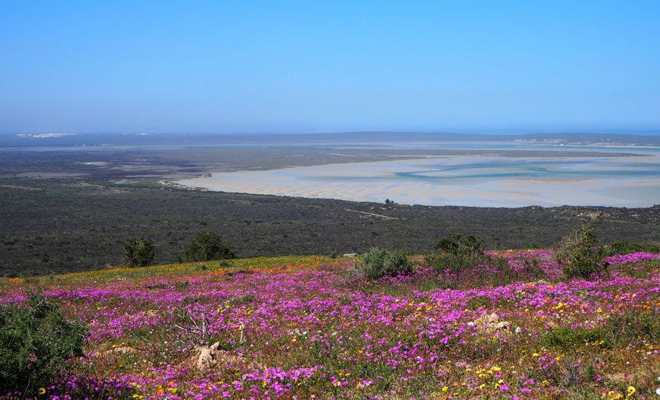 A blooming perfect way to view the spring wild flowers spectacle