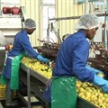 Source © IOL  Once again Tiger Brands will extend operations at its deciduous fruit business Langeberg & Ashton Foods (L&AF) for a further season