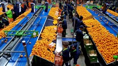 ClemenGold to donate 1,000 tonnes of citrus during 2023 season