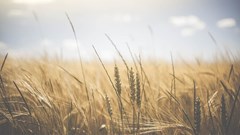 Changing weather patterns set to exacerbate challenges faced by SA's farmers