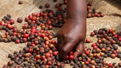 Kenya signs trade deal with European Union to safeguard exports