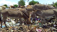 Researchers to investigate plastic ingestion in Kenya's livestock, working animals