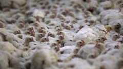 Two outbreaks of H7 bird flu in poultry reported