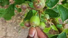 Hail to Heroes campaign shows goodness of fruit is more than skin deep