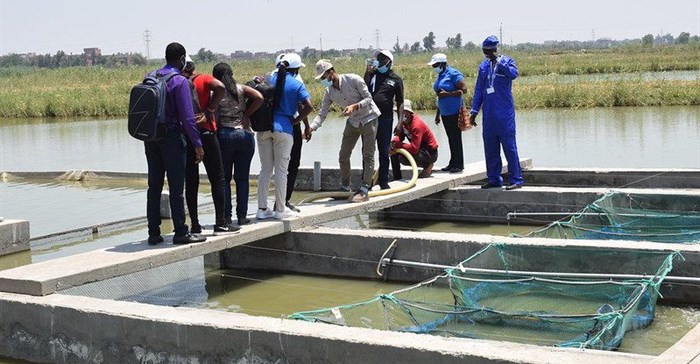 WorldFish, Norway collaborate on climate-smart aquaculture tech in Egypt