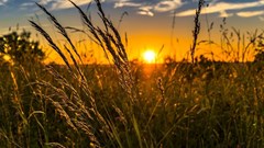 High domestic food prices threaten vulnerable countries - FAO