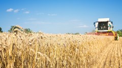 What this year's El Niño means for wheat and global food supply