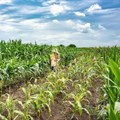 Technology can boost farming in Africa, but it can also threaten biodiversity - how to balance the two