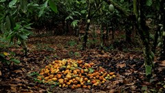 Cocoa prices hit highest in 12 years in New York