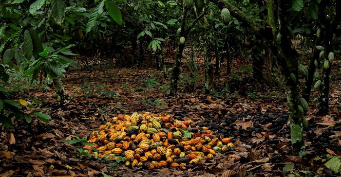 Cocoa prices hit highest in 12 years in New York