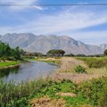 Image supplied: Credit: WC Government Dept Agriculture. Breede River Restoration. Woolworths and WWF’s Breede Catchment Water Stewardship programme has resulted in 200 million litres of water being released into the catchment on a yearly basis