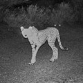 The camera trap image that caused all the excitement: the first recorded cheetah in Djibouti for more than three decades. Photo: HawkWatch International