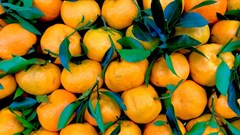 Image source: Rogério Martins from