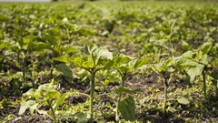 Computer science can help farmers explore alternative crops and sustainable farming methods