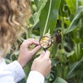 WinField United SA and Stellenbosch University team up to improve crop yields