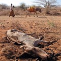 File photo: A Somali herdsman walks with his donkey past a rotting carcass in Garbaharey, southern Somalia, 23 January 2006. Reuters/David Mwangi/File Photo