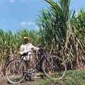 South Africa's sugar cane industry supports thousands of households. Source: Mehmet Turgut Kirkgoz/Pexels