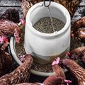 Chicken feed is one of the rising costs of farming. Source: Arisa Chatasa/Unsplash