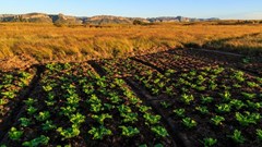 Didiza commends agri sector's contribution to economy