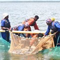 Women shatter gender barriers in Uganda's fish farming industry