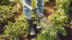 South Africa's smallholder vegetable farmers aren't getting the finance they need: This is what it should look like