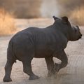 2023 State of the Rhino on World Rhino Day: EcoTraining supports all efforts to save our rhinos