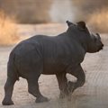 2023 State of the Rhino on World Rhino Day: EcoTraining supports all efforts to save our rhinos