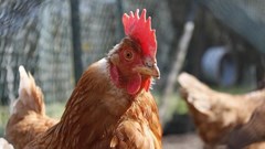 Govt considers vaccination to contain the spread of avian influenza