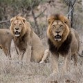 Lion protection fee paid by tourists could help stop trophy hunting - South African study
