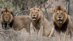 Lion protection fee paid by tourists could help stop trophy hunting - South African study